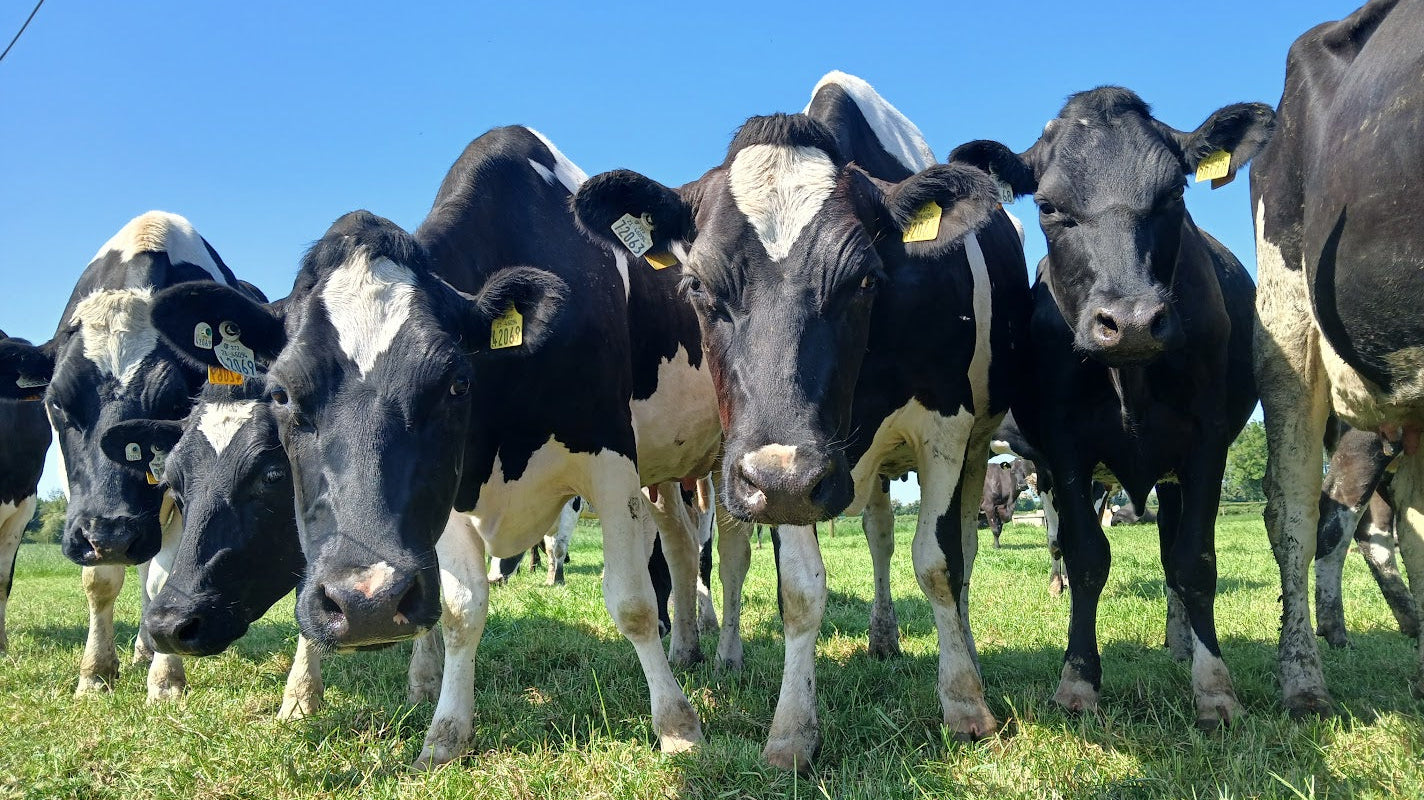 High SCCs During the Irish Summer: Why They Rise and How to Get Them Back Under Control