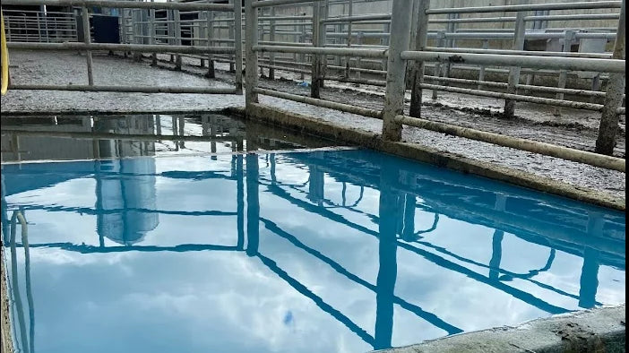 5 steps to ensure hoof health in your herd