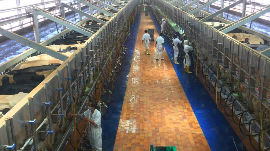 Thomas Reilly – From Riyadh to Adare