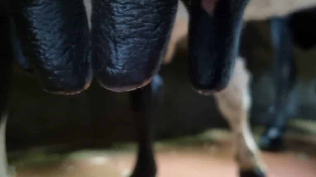 Five-Step Action Plan for Mastitis Prevention