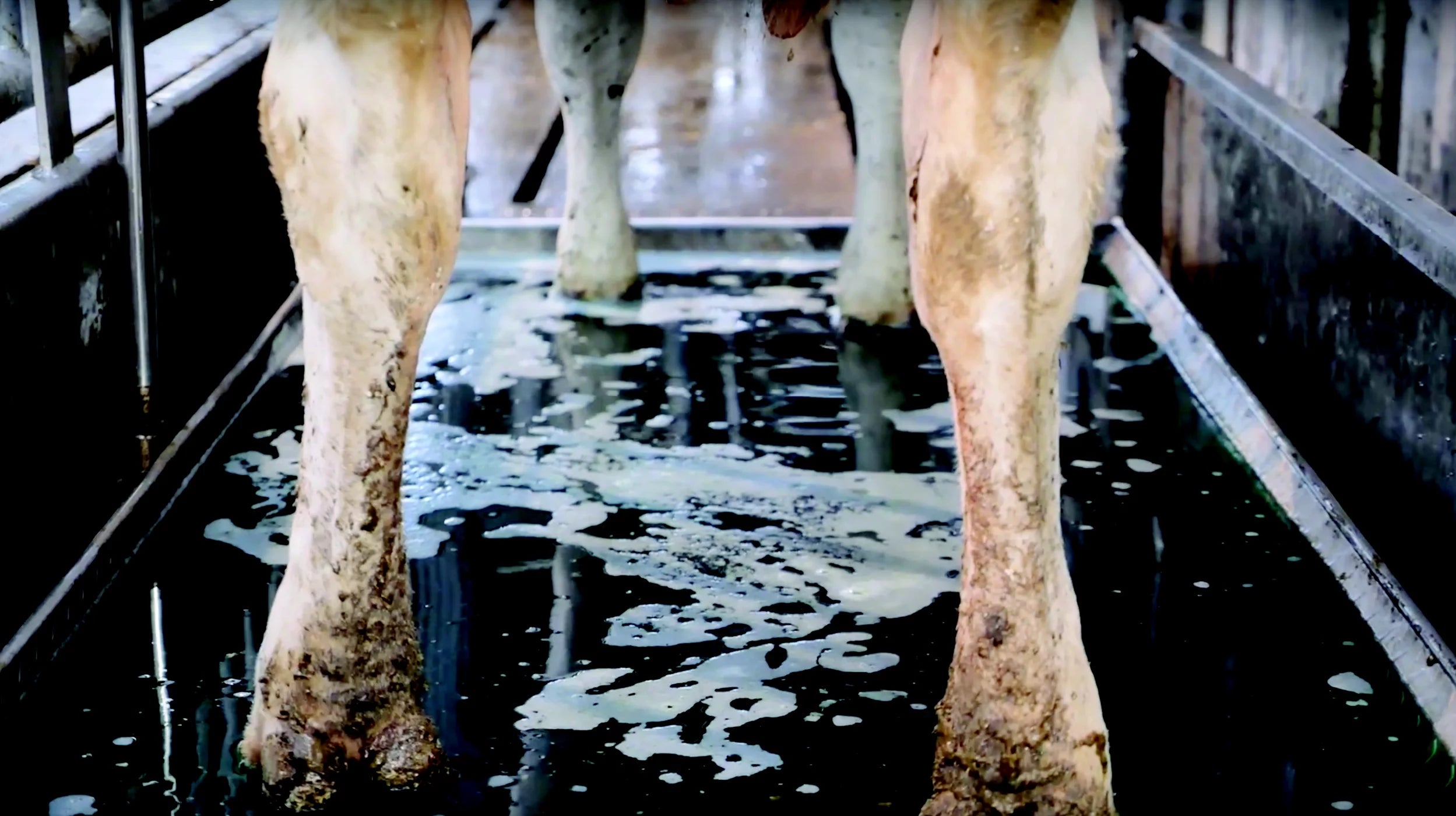 Hoof Health: The full picture