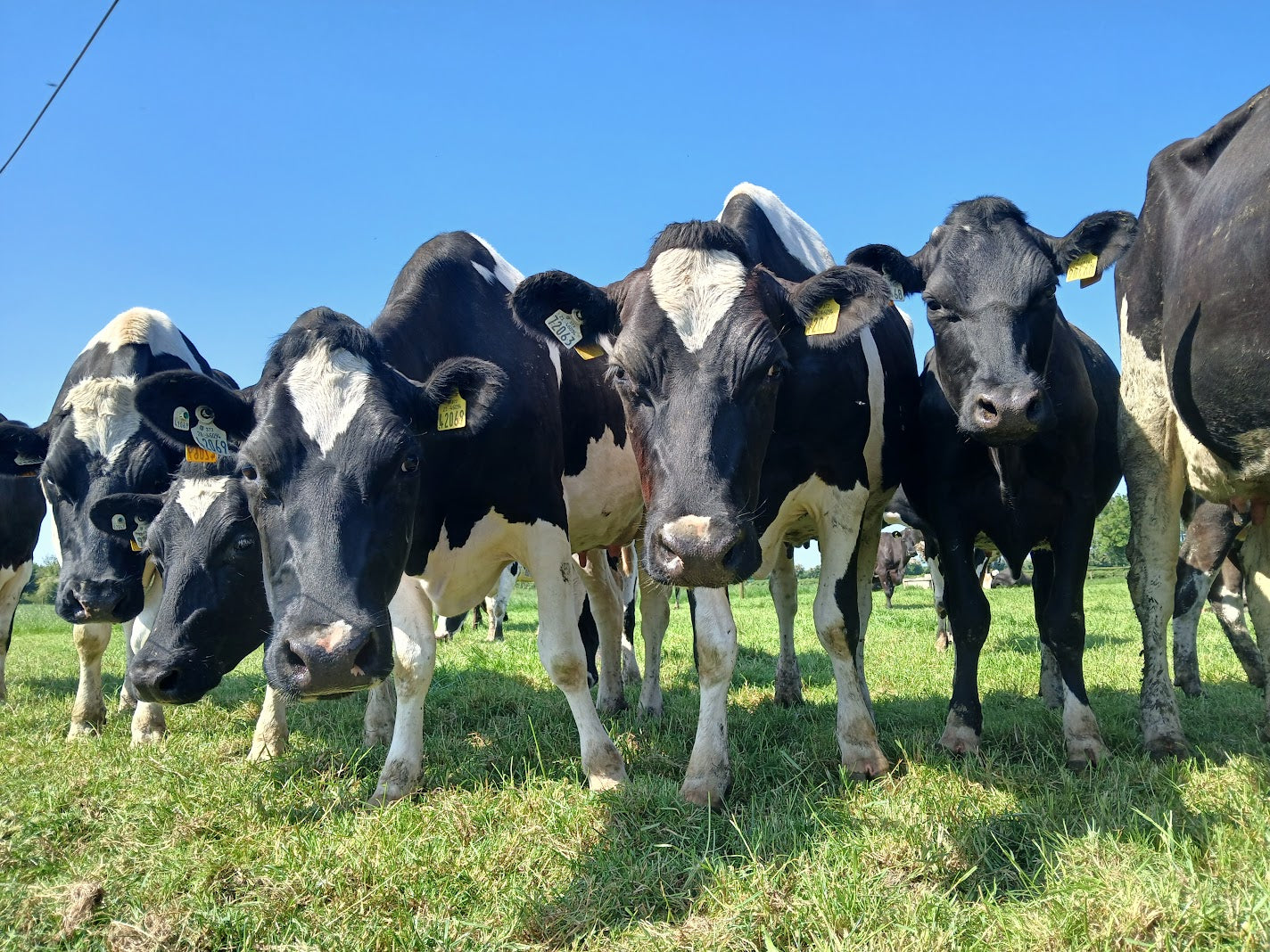High SCCs During the Irish Summer: Why They Rise and How to Get Them Back Under Control