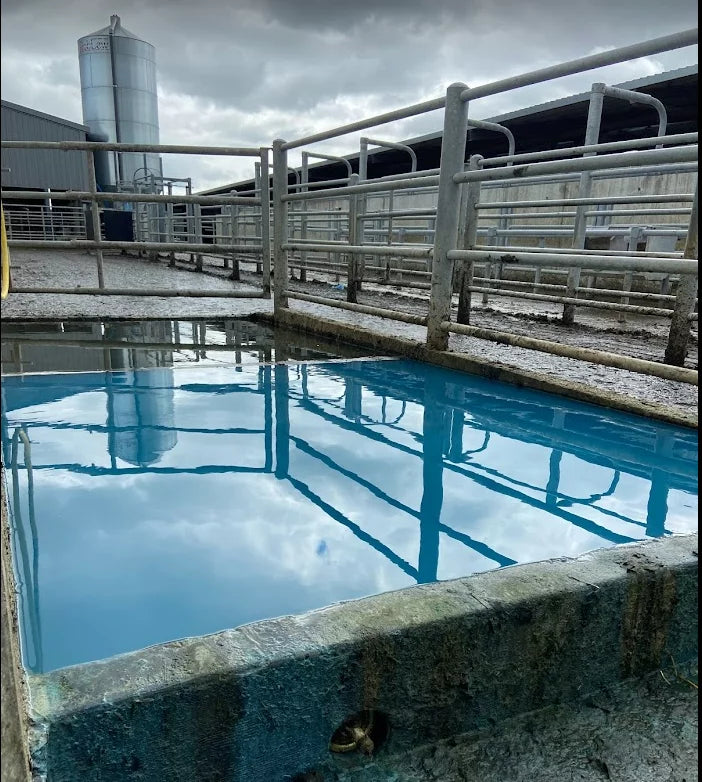 5 steps to ensure hoof health in your herd