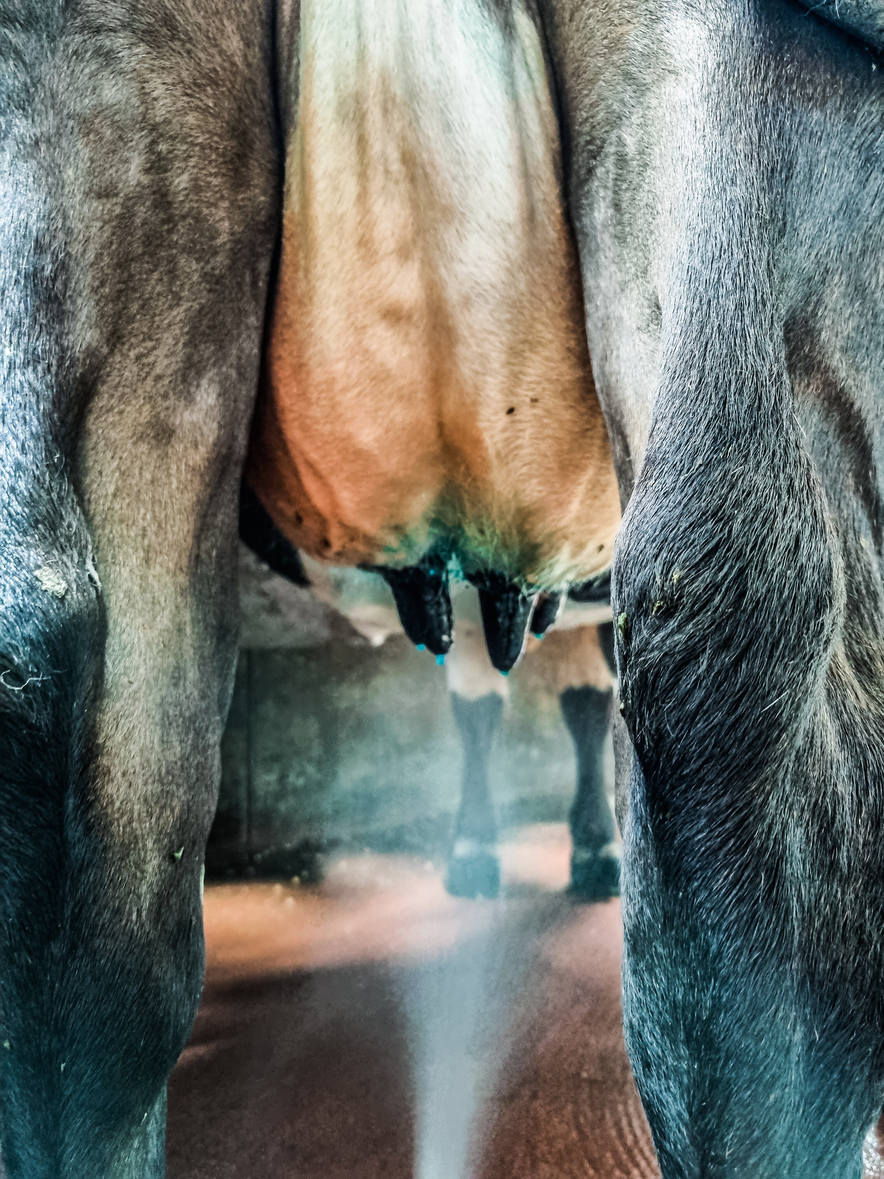 Understanding Teat Disinfectants: What’s in Your Teat Spray Matters.