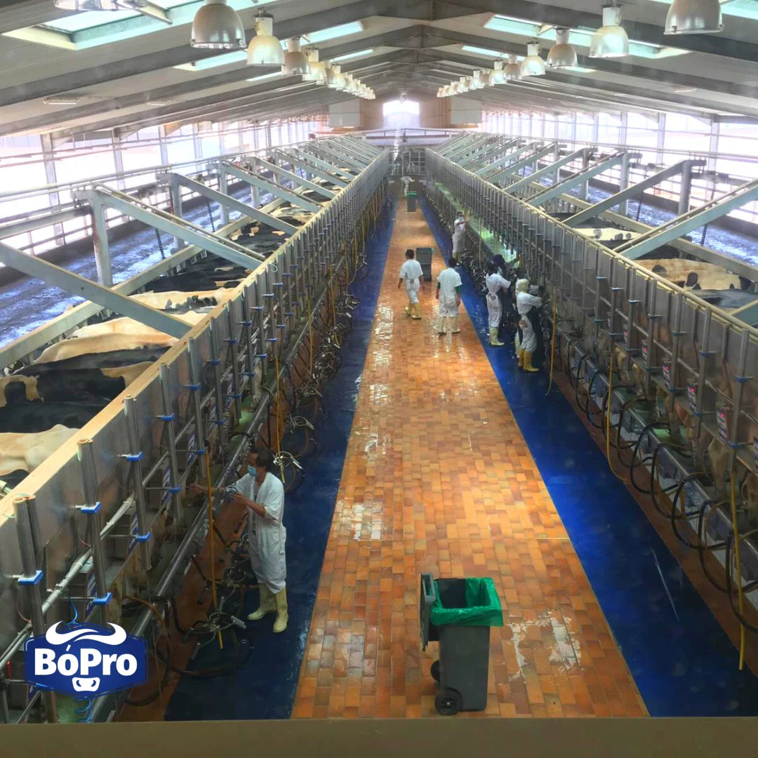 Thomas Reilly – From Riyadh to Adare