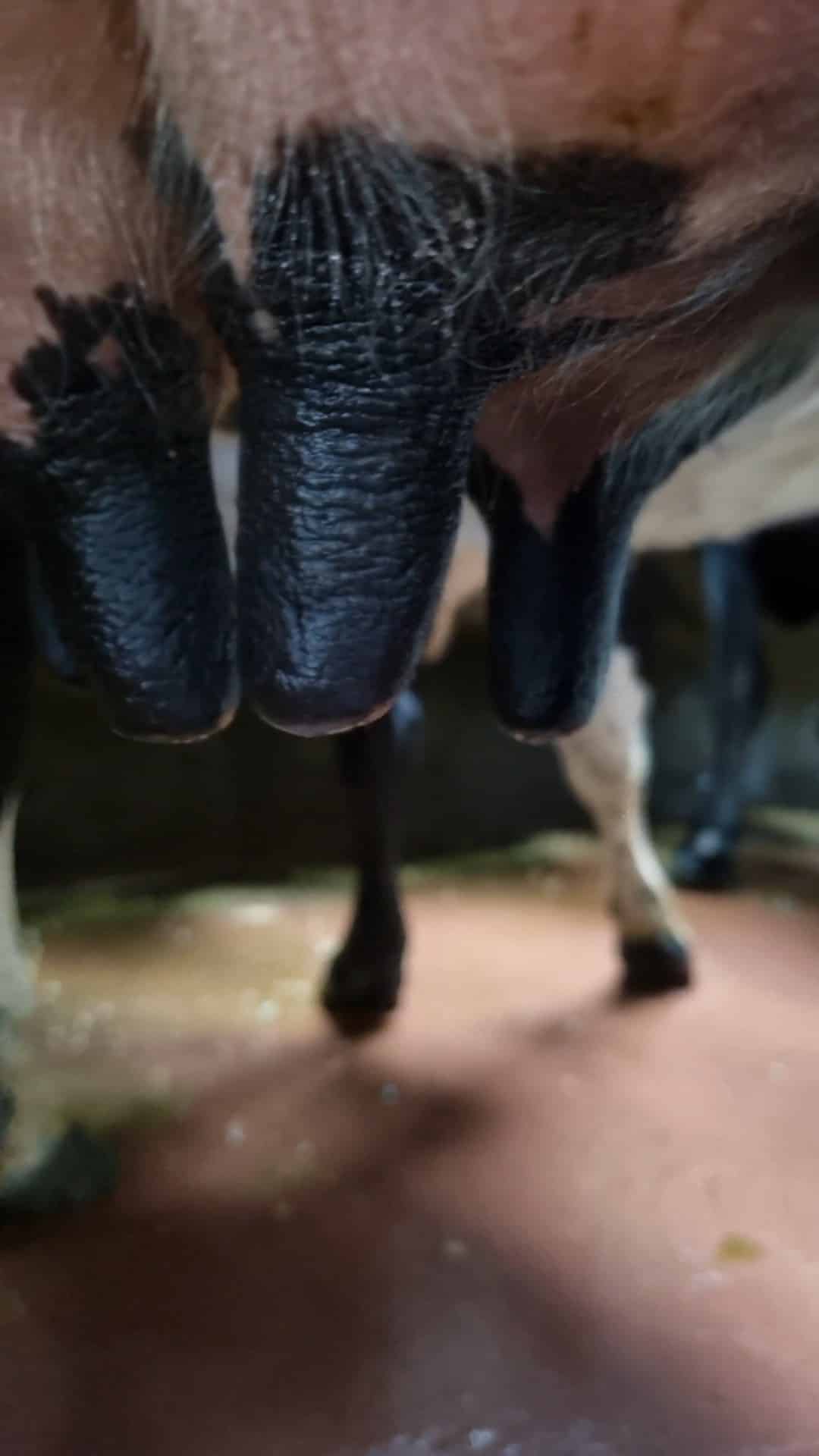 Five-Step Action Plan for Mastitis Prevention